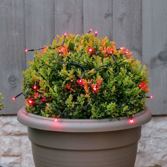 50 Battery Operated Berry LED Lights w/Timer