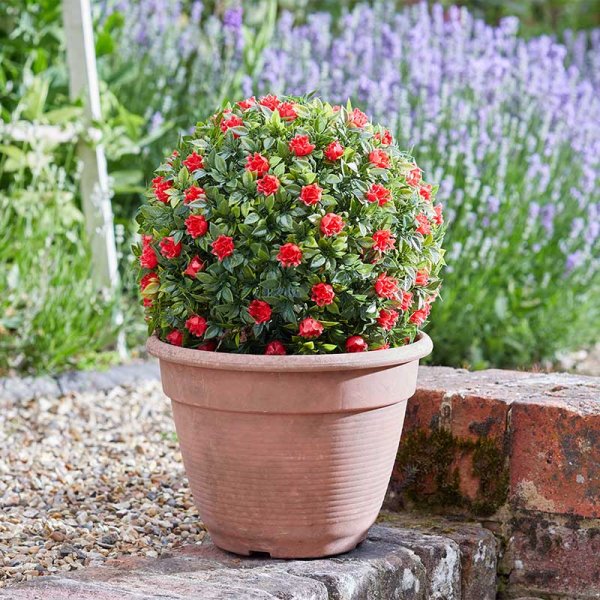 Topiary Artificial Red Rose Ball 30 cm