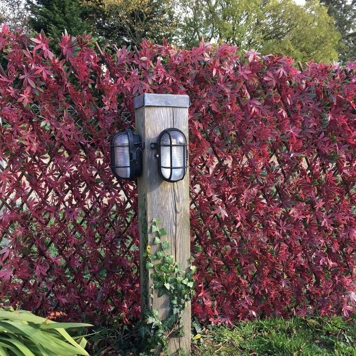 GREENFX WILLOW TRELLIS 2M W X 1M H RED ACER HEDGE